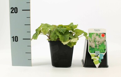 Almindelig skumblomst Tiarella cordifolia 5-10 potte P9 Tiarella cordifolia