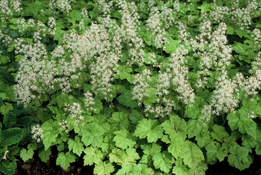 Almindelig skumblomst Tiarella cordifolia 5-10 potte P9 Tiarella cordifolia