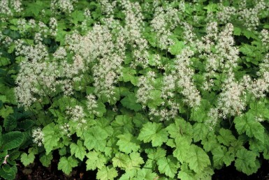 Almindelig skumblomst Tiarella cordifolia 5-10 potte P9 Tiarella cordifolia