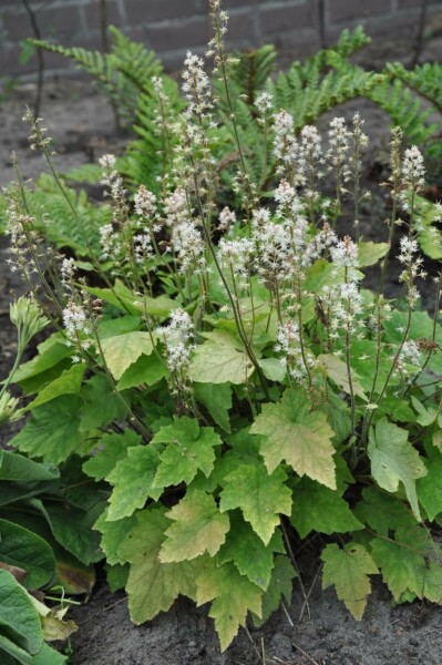 Blegrød skumblomst Tiarella wherryi 5-10 potte P9 Tiarella wherryi