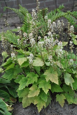 Blegrød skumblomst Tiarella wherryi 5-10 potte P9