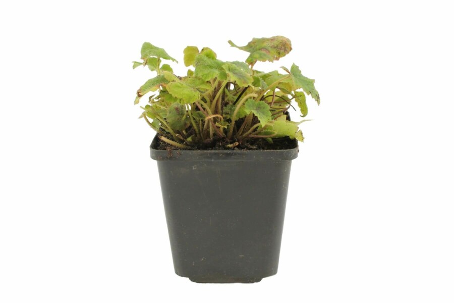 Blegrød skumblomst Tiarella wherryi 5-10 potte P9 Tiarella wherryi