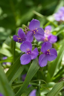 Tradescantia Tradescantia 'Zwanenburg Blue' 5-10 potte P9 Tradescantia 'Zwanenburg Blue'