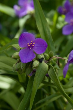 Tradescantia Tradescantia 'Zwanenburg Blue' 5-10 potte P9 Tradescantia 'Zwanenburg Blue'