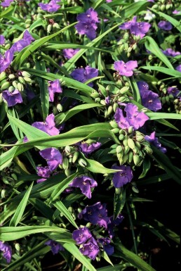 Tradescantia Tradescantia 'Zwanenburg Blue' 5-10 potte P9