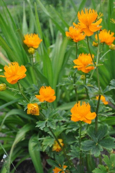 Kinesisk engblomme Trollius chinensis 'Golden Queen' 5-10 potte P9 Trollius chinensis 'Golden Queen'