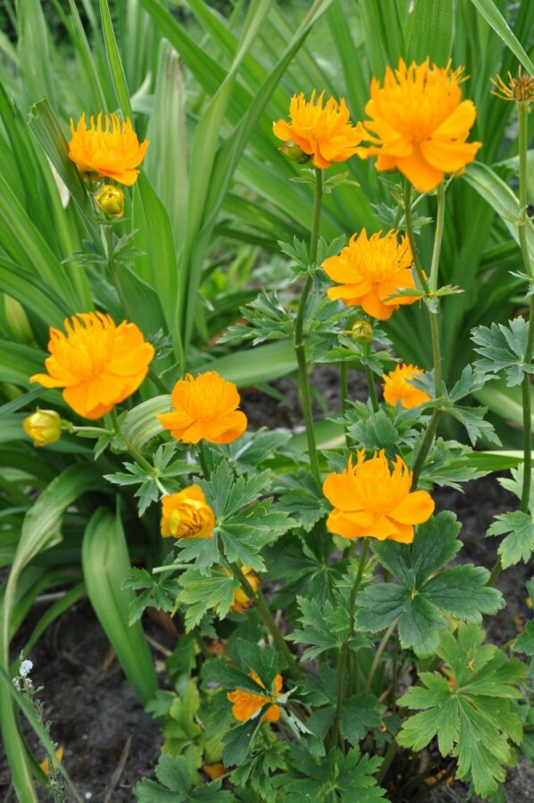 Kinesisk engblomme Trollius chinensis 'Golden Queen' 5-10 potte P9 Trollius chinensis 'Golden Queen'