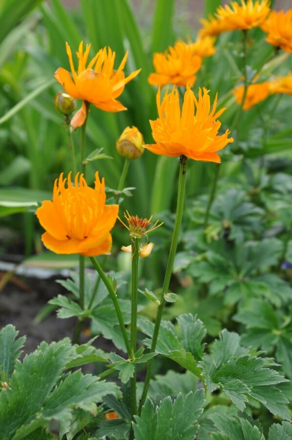 Kinesisk engblomme Trollius chinensis 'Golden Queen' 5-10 potte P9 Trollius chinensis 'Golden Queen'