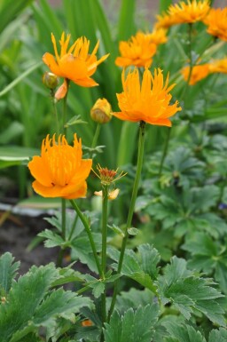 Kinesisk engblomme Trollius chinensis 'Golden Queen' 5-10 potte P9