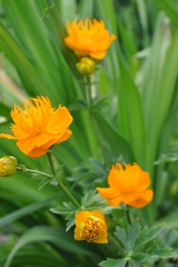 Kinesisk engblomme Trollius chinensis 'Golden Queen' 5-10 potte P9 Trollius chinensis 'Golden Queen'