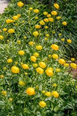 Europæisk engblomme Trollius europaeus 5-10 potte P9 Trollius europaeus