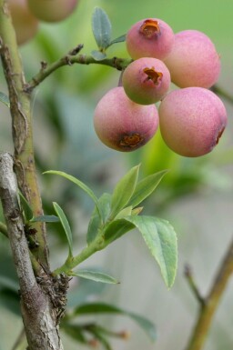 Amerikansk blåbær Vaccinium corymbosum 'Pink Lemonade' busk 30-40 potte C2