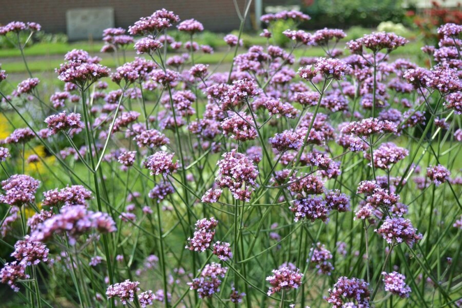 Kæmpejernurt Verbena bonariensis 10-15 potte C2 Verbena bonariensis