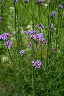 Kæmpejernurt Verbena bonariensis 10-15 potte C2 Verbena bonariensis