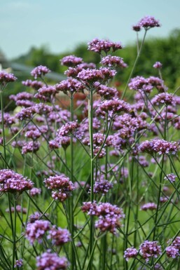 Kæmpejernurt Verbena bonariensis 5-10 potte P9