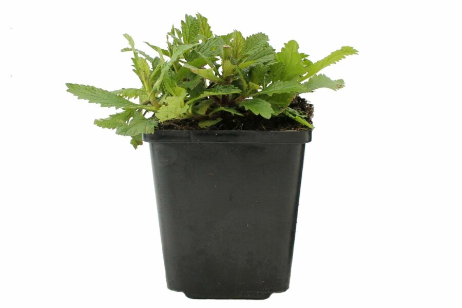 Kæmpejernurt Verbena bonariensis 5-10 potte P9 Verbena bonariensis