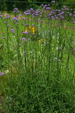 Kæmpejernurt Verbena bonariensis 5-10 potte P9