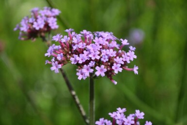 Kæmpejernurt Verbena bonariensis 5-10 potte P9