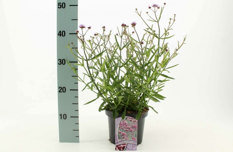 Kæmpejernurt Verbena bonariensis 'Lollipop' 10-15 potte C2 Verbena bonariensis 'Lollipop'