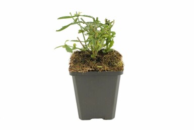 Kæmpejernurt Verbena bonariensis 'Lollipop' 5-10 potte P9 Verbena bonariensis 'Lollipop'