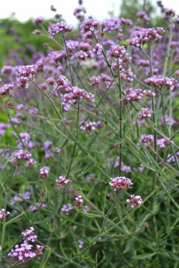 Kæmpejernurt Verbena bonariensis 'Lollipop' 5-10 potte P9