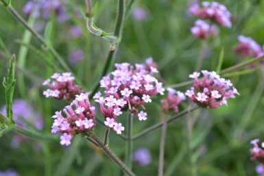 Kæmpejernurt Verbena bonariensis 'Lollipop' 5-10 potte P9 Verbena bonariensis 'Lollipop'