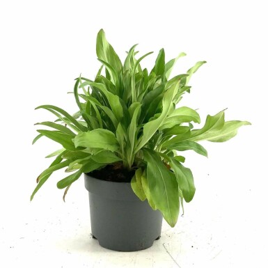 Ensianbladet ærenpris Veronica gentianoides 10-15 potte C2 Veronica gentianoides