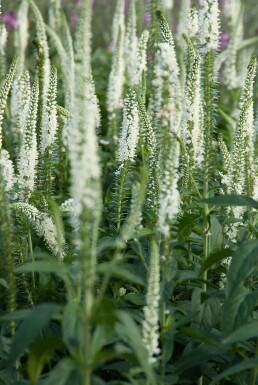 Langbladet ærenpris Veronica longifolia 'Schneeriesin' 5-10 potte P9