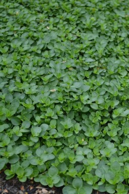 Krybende ærenpris Veronica repens 5-10 potte P9 Veronica repens