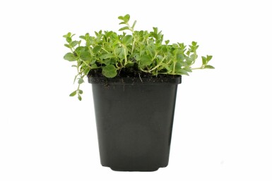 Krybende ærenpris Veronica repens 5-10 potte P9 Veronica repens