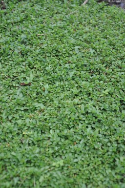 Krybende ærenpris Veronica repens 5-10 potte P9 Veronica repens