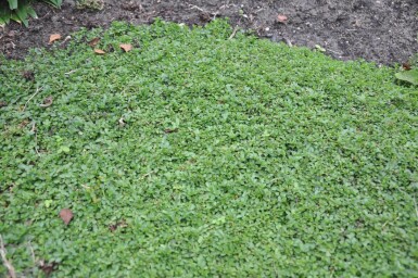 Krybende ærenpris Veronica repens 5-10 potte P9 Veronica repens