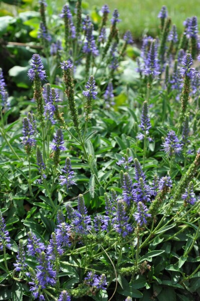 Aksærenpris Veronica spicata 'Inspire Blue' 5-10 potte P9 Veronica spicata 'Inspire Blue'