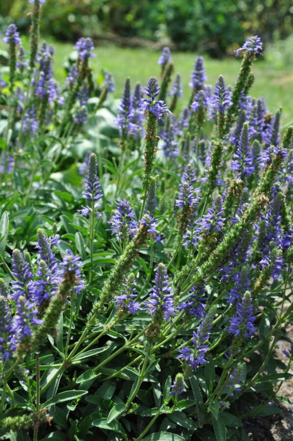 Aksærenpris Veronica spicata 'Inspire Blue' 5-10 potte P9 Veronica spicata 'Inspire Blue'
