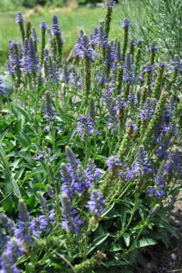 Aksærenpris Veronica spicata 'Inspire Blue' 5-10 potte P9 Veronica spicata 'Inspire Blue'