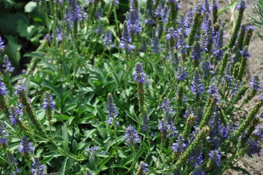 Aksærenpris Veronica spicata 'Inspire Blue' 5-10 potte P9 Veronica spicata 'Inspire Blue'