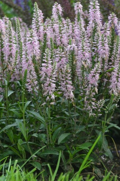 Aksærenpris Veronica spicata 'Inspire Pink' 5-10 potte P9 Veronica spicata 'Inspire Pink'