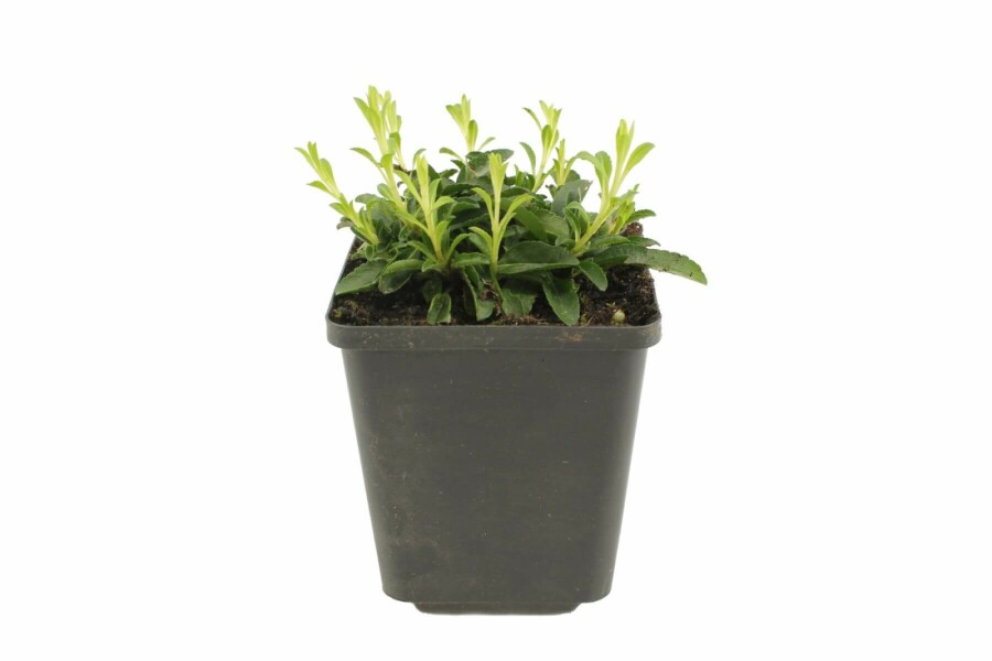 Aksærenpris Veronica spicata 'Inspire Pink' 5-10 potte P9 Veronica spicata 'Inspire Pink'