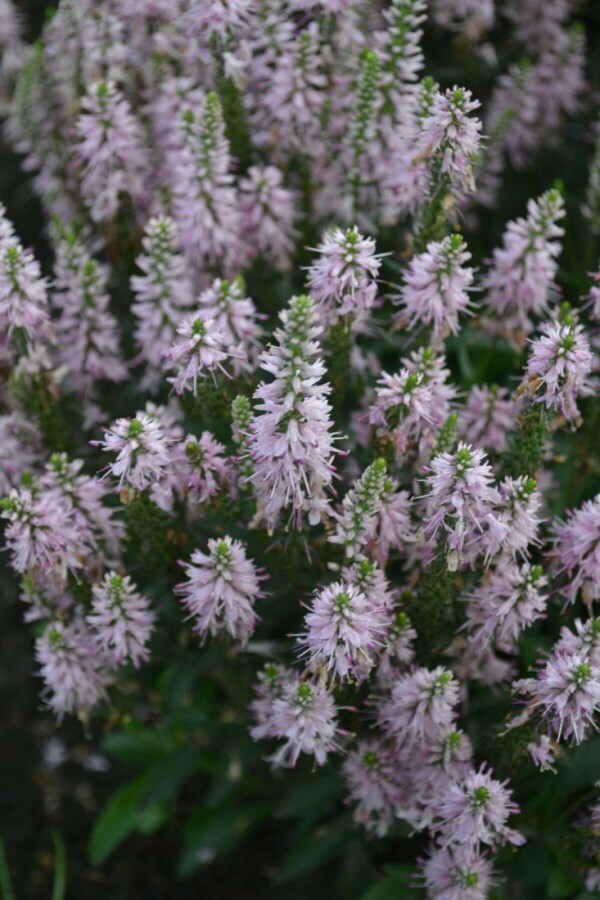 Aksærenpris Veronica spicata 'Inspire Pink' 5-10 potte P9 Veronica spicata 'Inspire Pink'