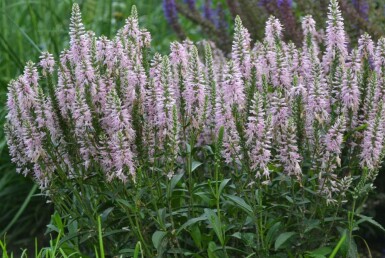 Aksærenpris Veronica spicata 'Inspire Pink' 5-10 potte P9