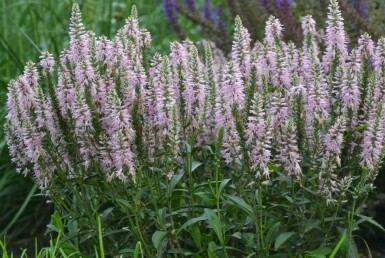 Aksærenpris Veronica spicata 'Inspire Pink' 5-10 potte P9 Veronica spicata 'Inspire Pink'