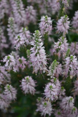 Aksærenpris Veronica spicata 'Inspire Pink' 5-10 potte P9 Veronica spicata 'Inspire Pink'