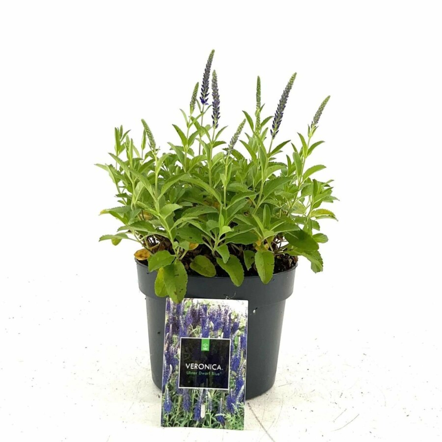 Aksærenpris Veronica spicata 'Ulster Blue Dwarf' 10-15 potte C2 Veronica spicata 'Ulster Blue Dwarf'