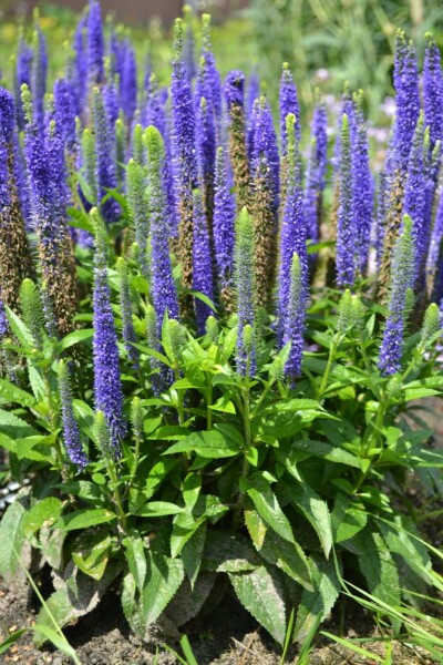 Aksærenpris Veronica spicata 'Ulster Blue Dwarf' 5-10 potte P9 Veronica spicata 'Ulster Blue Dwarf'