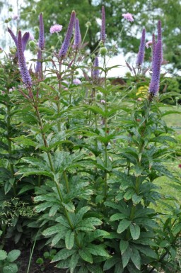 Ærenpris Veronicastrum sibiricum 'Red Arrows' 5-10 potte P9