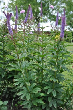 Ærenpris Veronicastrum sibiricum 'Red Arrows' 5-10 potte P9 Veronicastrum sibiricum 'Red Arrows'