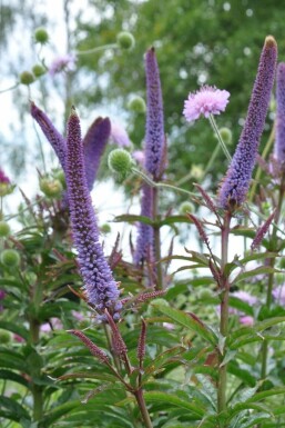 Ærenpris Veronicastrum sibiricum 'Red Arrows' 5-10 potte P9 Veronicastrum sibiricum 'Red Arrows'