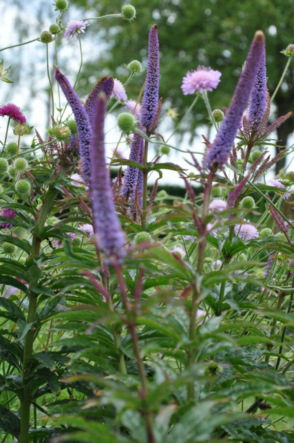 Ærenpris Veronicastrum sibiricum 'Red Arrows' 5-10 potte P9 Veronicastrum sibiricum 'Red Arrows'