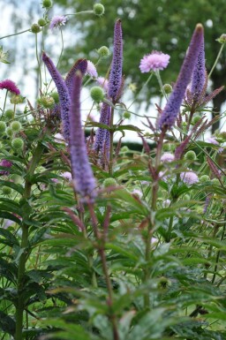 Ærenpris Veronicastrum sibiricum 'Red Arrows' 5-10 potte P9