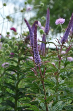 Ærenpris Veronicastrum sibiricum 'Red Arrows' 5-10 potte P9